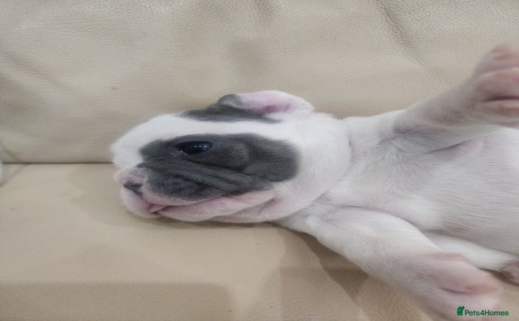 French Bulldog dogs french bulldog white and blue  - Advert 2