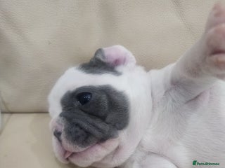 French Bulldog dogs french bulldog white and blue - Advert 15