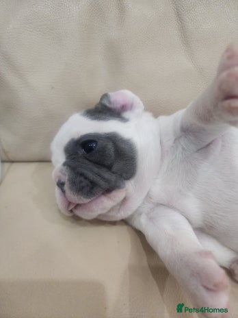 French Bulldog dogs french bulldog white and blue - Advert 2