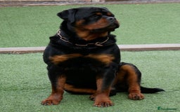 Rottweiler dogs for sale: Kc very well bred bitches available  - Image 4