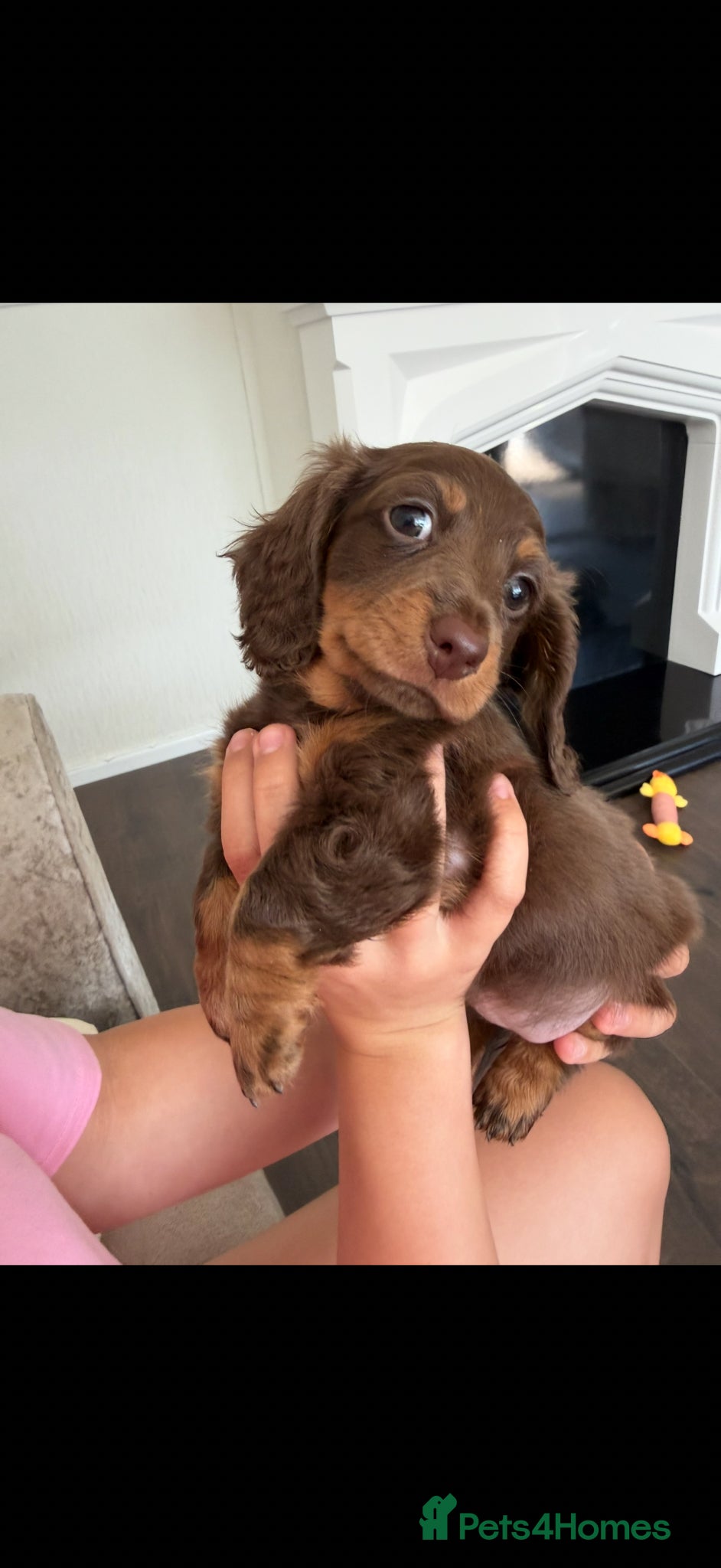 Dachshund dogs for sale: Miniature Dachshund Puppies  - Advert 6
