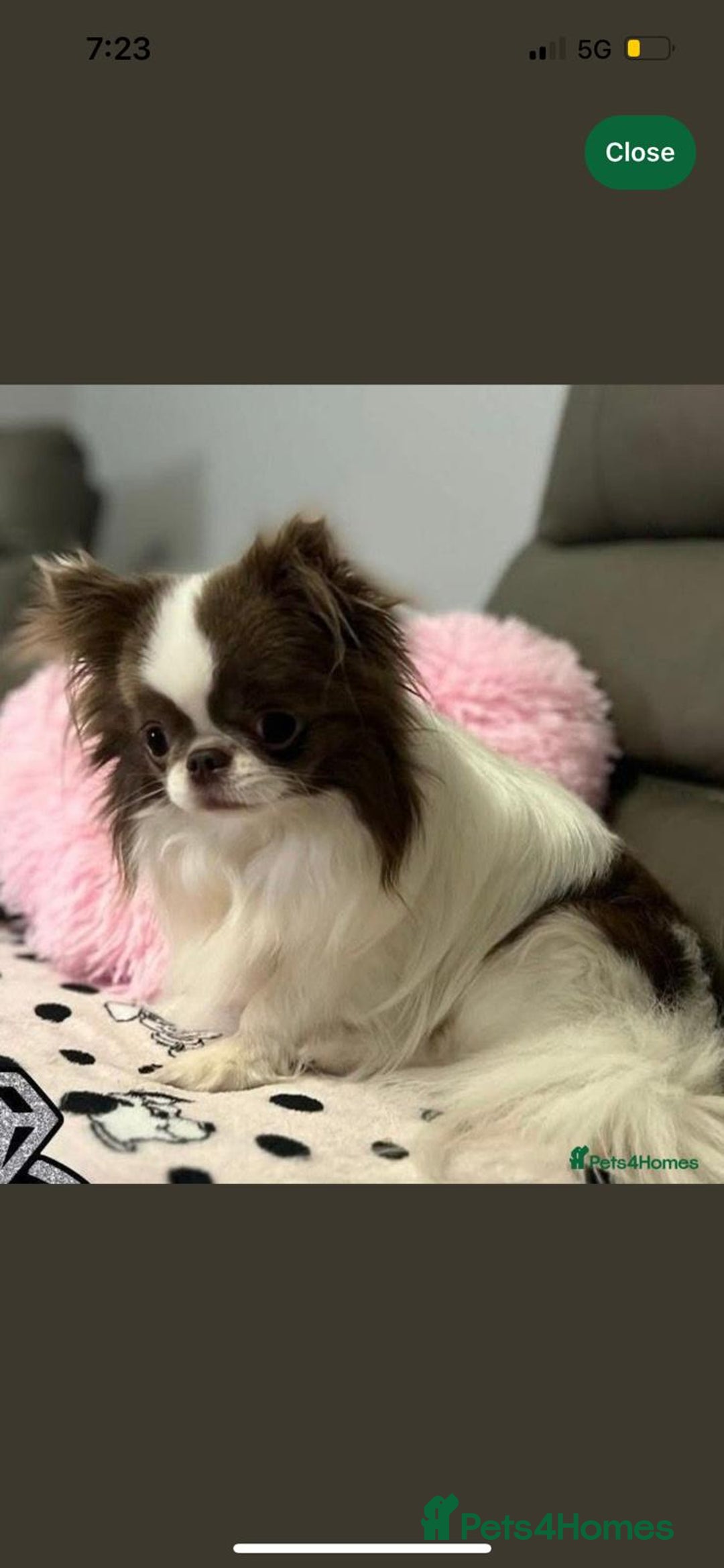 Chihuahua dogs for sale: Russian/Thai Chihuahua  - Advert 3