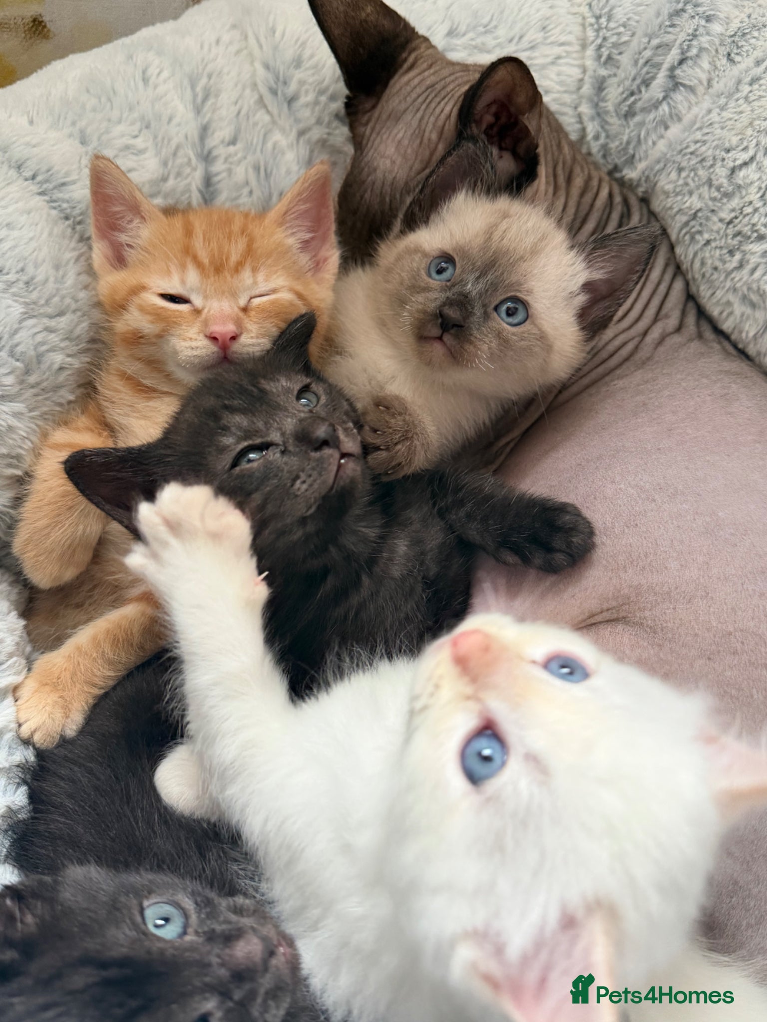 Mixed Breed cats Ragdol mix kitten  - Advert 2