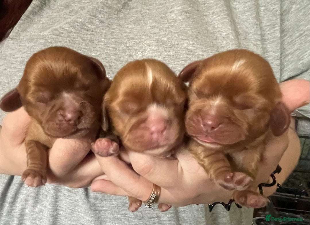 Cavalier King Charles Spaniel dogs for stud: Fully health tested proven Kc reg, multi gen clear in Wrexham - Image 14