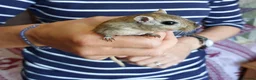 Gerbil rodents for sale: Two beautiful and gentle brothers in Cambridge - Advert 4
