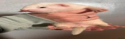 Ferret rodents for sale: ferret kits for sale  - Advert 27