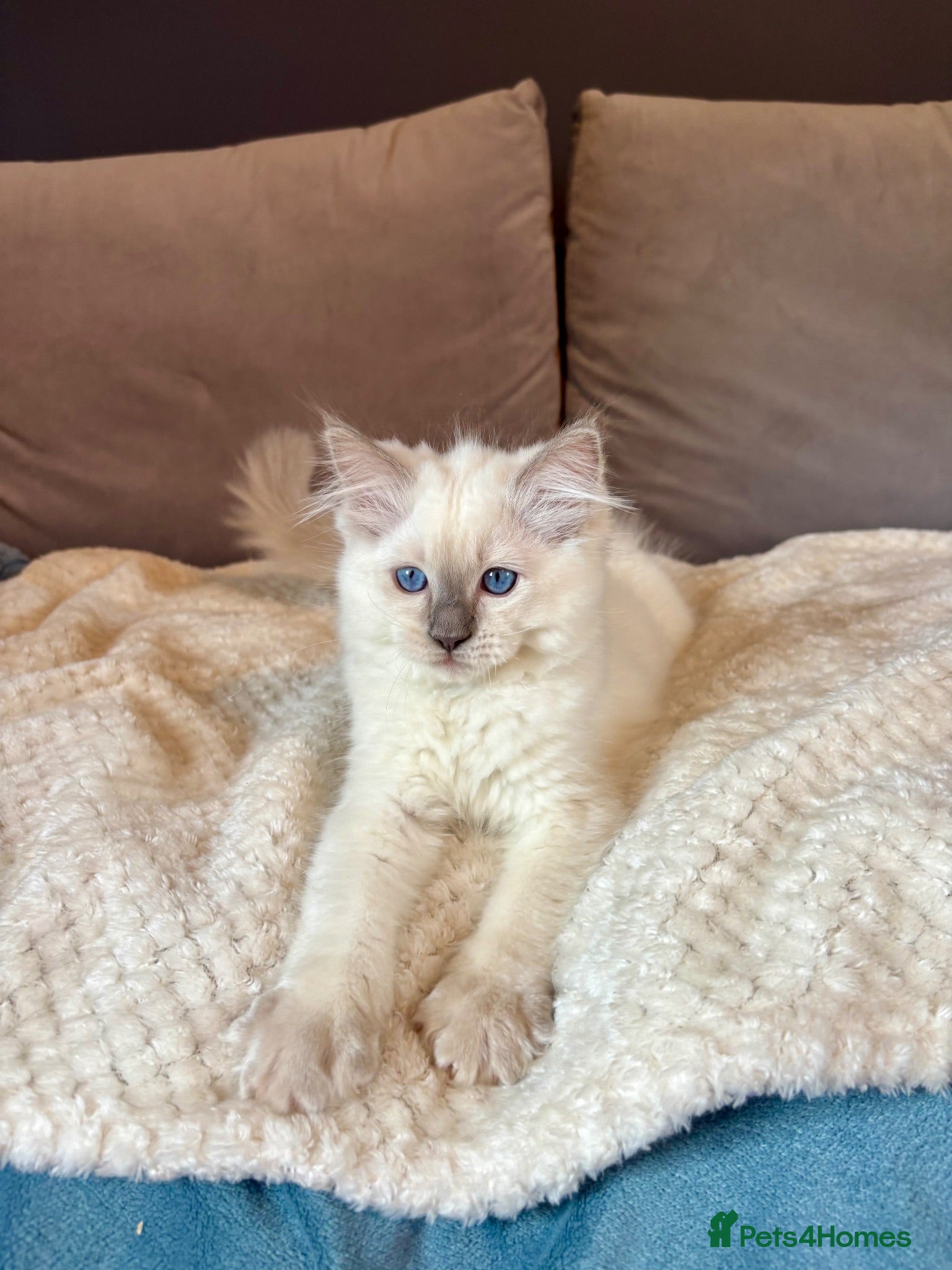 Ragdoll cats GCCF Registered Lilac Ragdoll Kitten  - Advert 1