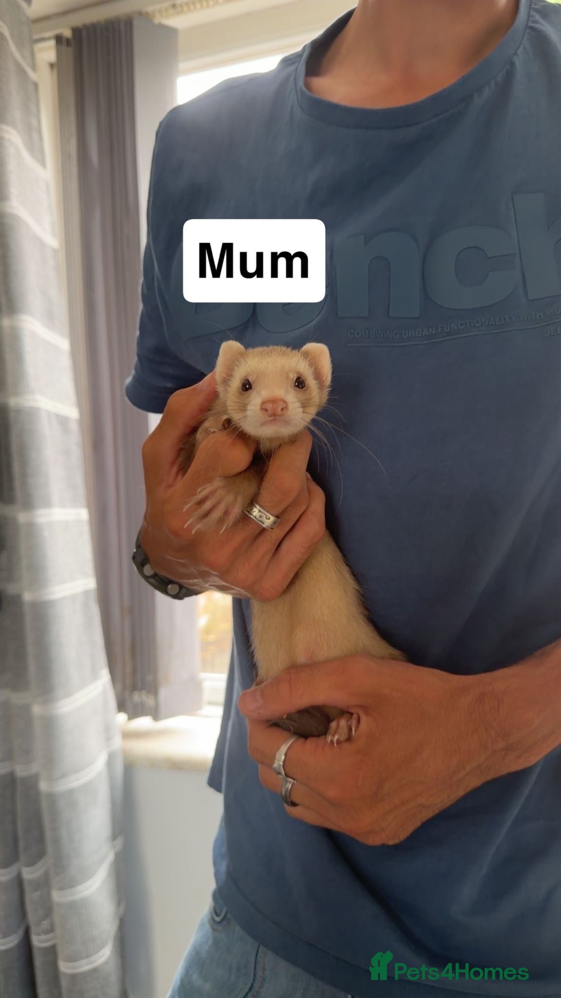 Ferret rodents for sale: Baby ferrets  - Advert 4