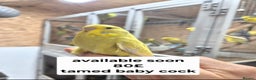 Budgerigars birds for sale: Budgies Birds by pre-order, exclusive birds - Advert 5