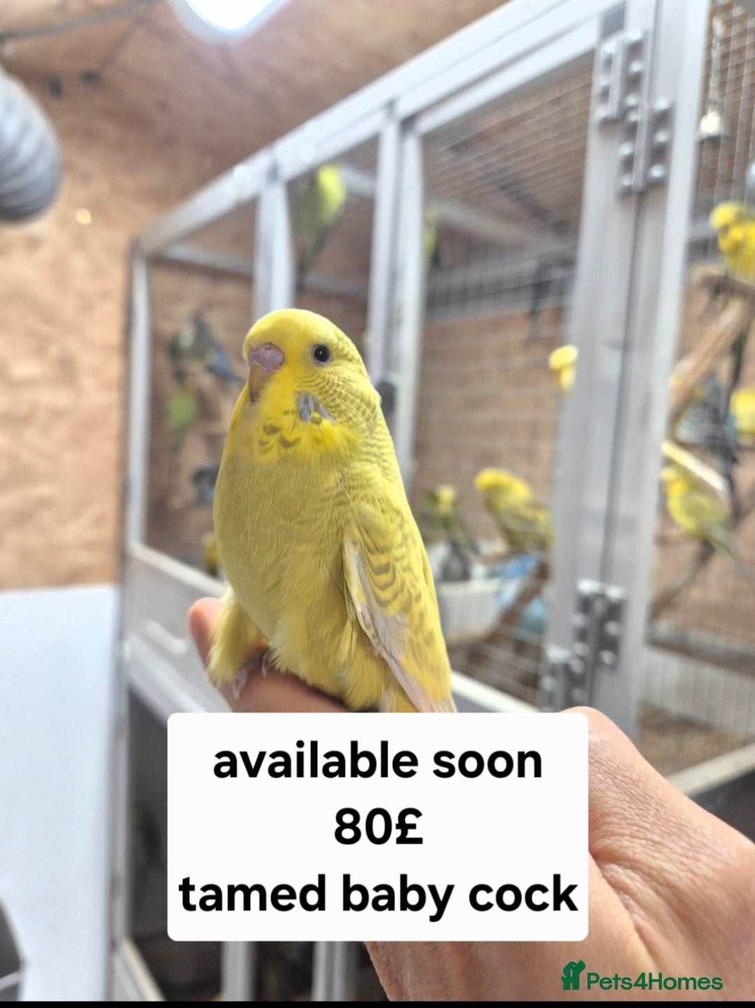 Budgerigars birds for sale: Budgies Birds by pre-order, exclusive birds - Advert 5