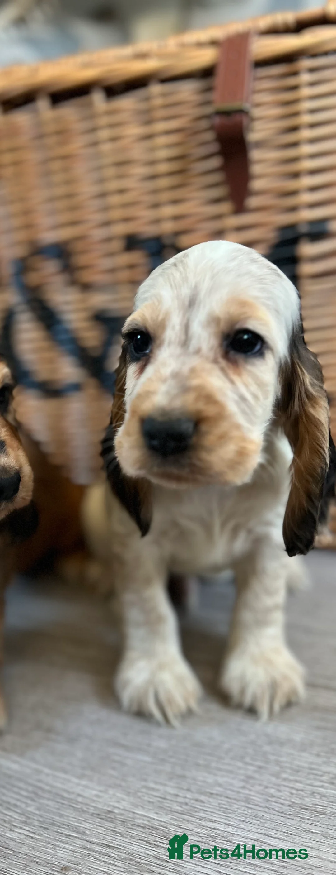 Cocker Spaniel dogs for sale: Show type Cocker spaniel puppies  - Advert 14