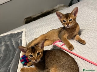 Abyssinian cats Pedigree Abyssinian kittens - Advert 4