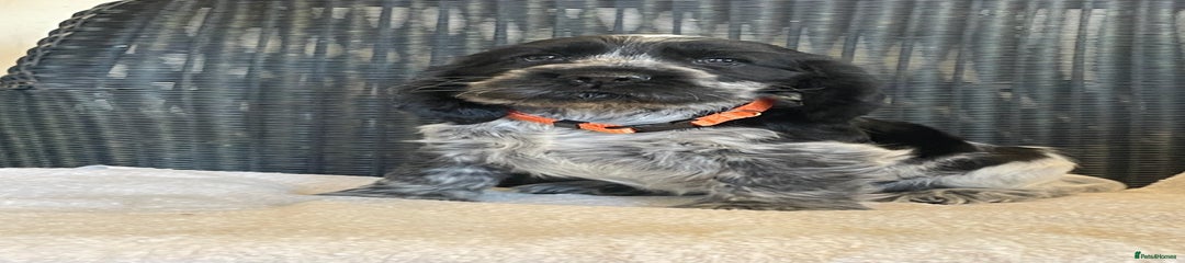 Orange Collar Female