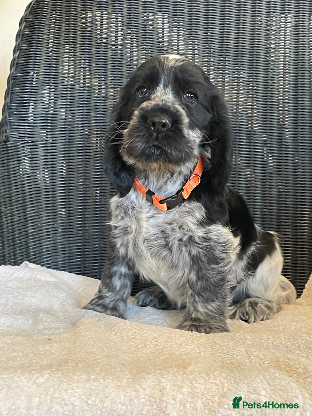 Cocker Spaniel dogs for sale: KC registered Show Type Cocker Spaniel Pups - Image 7