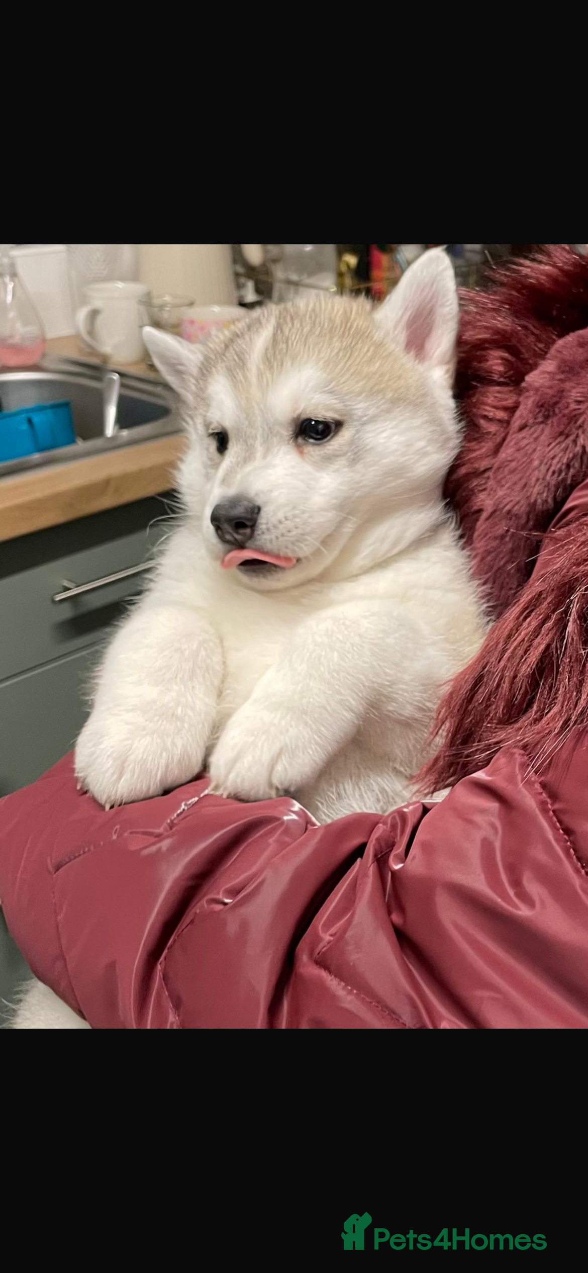 Siberian Husky dogs 2 beautiful puppy’s born 25-12-2025 - Advert 7