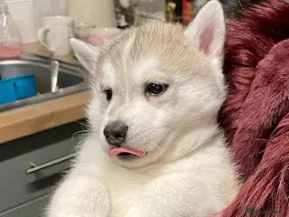 Siberian Husky dogs 2 beautiful puppy’s born 25-12-2025 - Advert 7