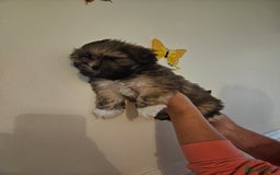 Lhasa Apso dogs for sale: Lovely pedigree puppys - Image 12