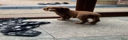 Cockapoo dogs for sale: F2 male puppy  - Advert 6