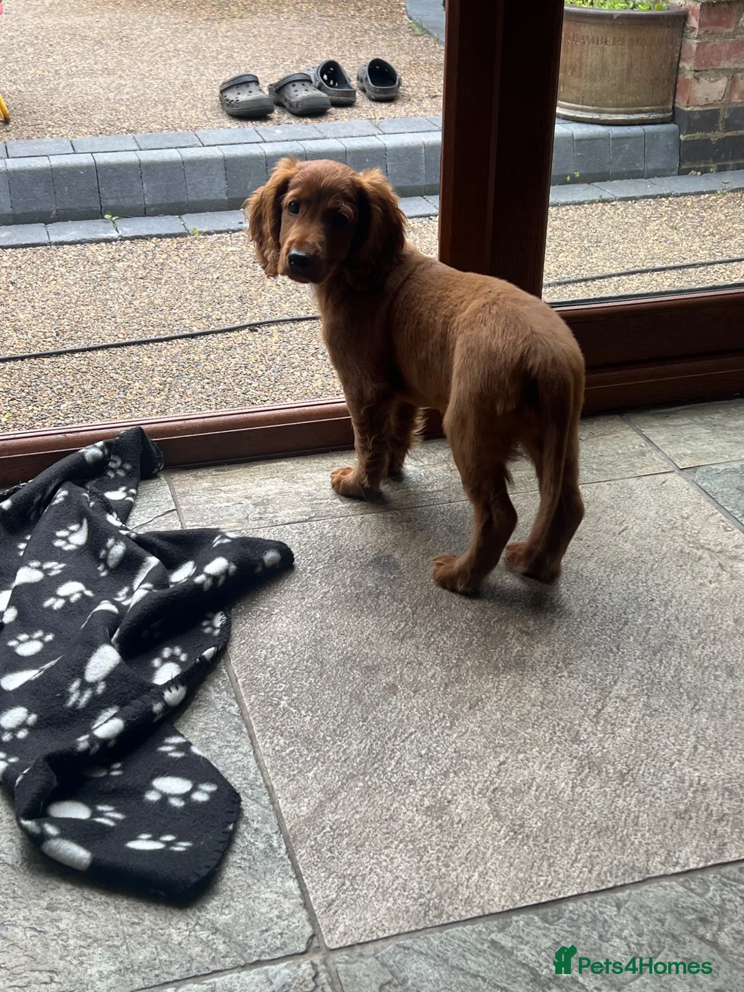 Cockapoo dogs for sale: F2 male puppy  - Advert 6
