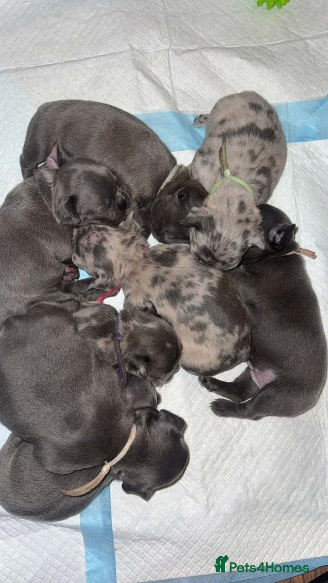 French Bulldog dogs for sale: French bulldogs  in Romford - Advert 11