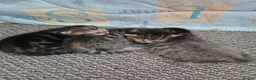 Mixed Breed cats for sale: Bengal cross kittens in Bellshill - Advert 27