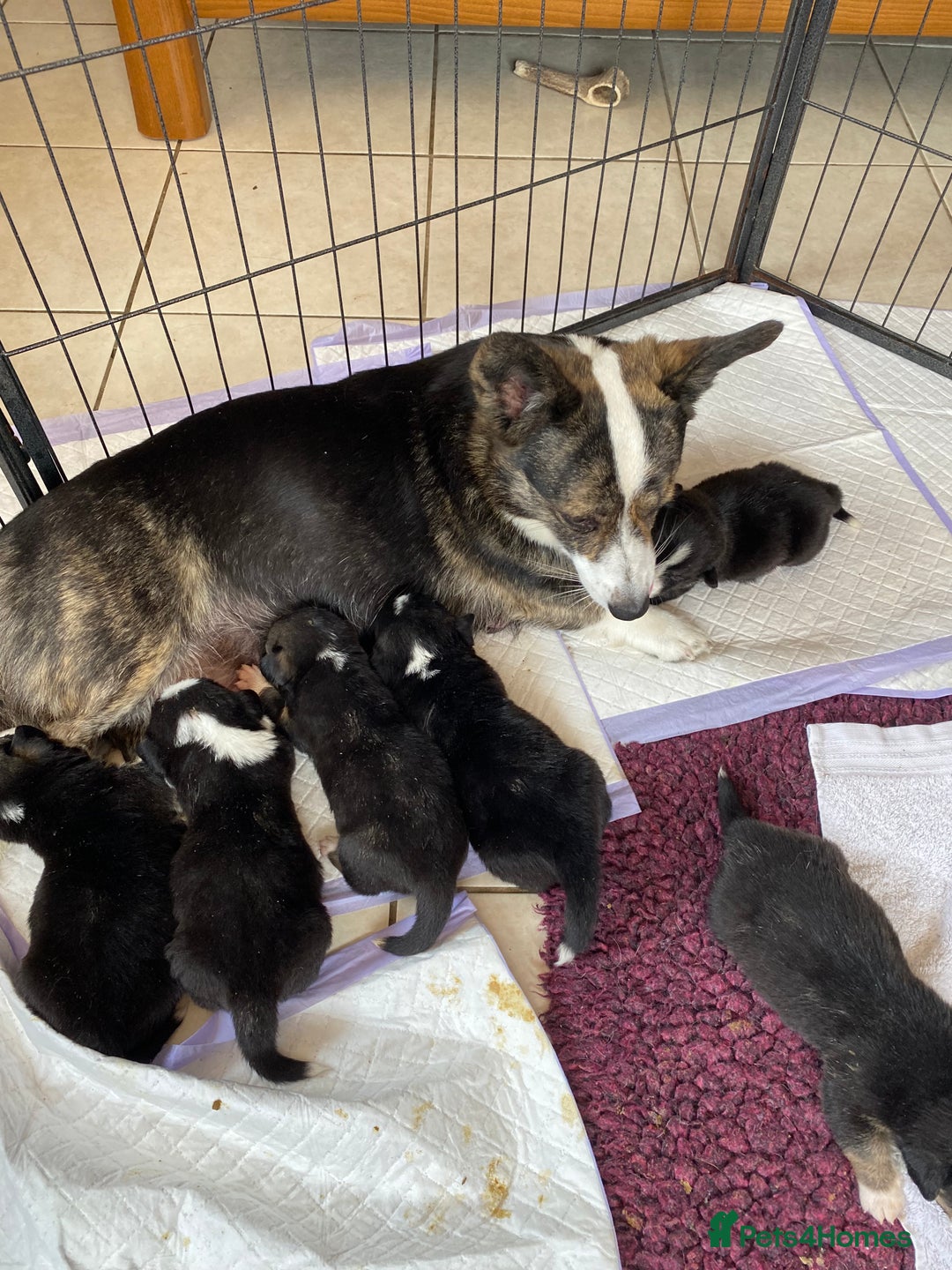Welsh Corgi Cardigan dogs for sale: WELSH CARDIGAN CORGI BABIES FROM 5 ⭐ LICENSED HOME - Image 36