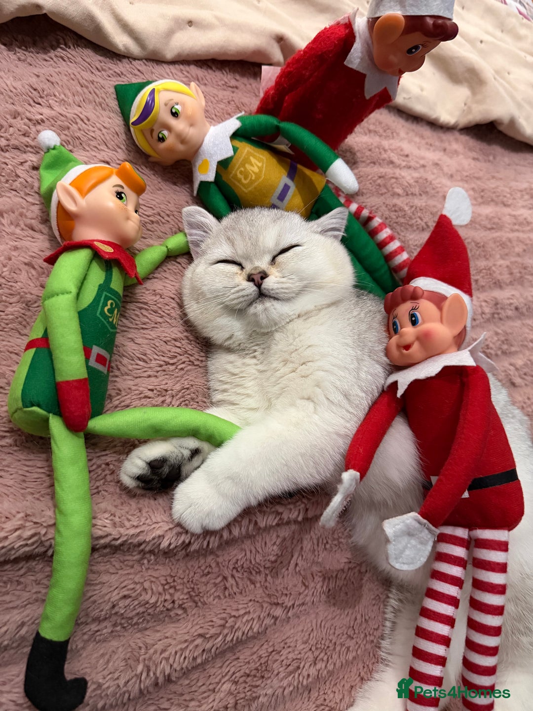 British Shorthair cats for sale: BSH🤍Zubracat Gucci 🤍GCCF🌟 - Advert 2