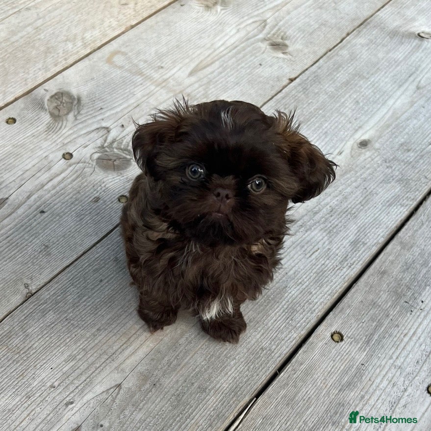 Shih Tzu dogs KC true chocolate imperial Shihtzu puppies  - Advert 22
