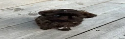 Shih Tzu dogs for sale: KC true chocolate imperial Shihtzu puppies  - Advert 10