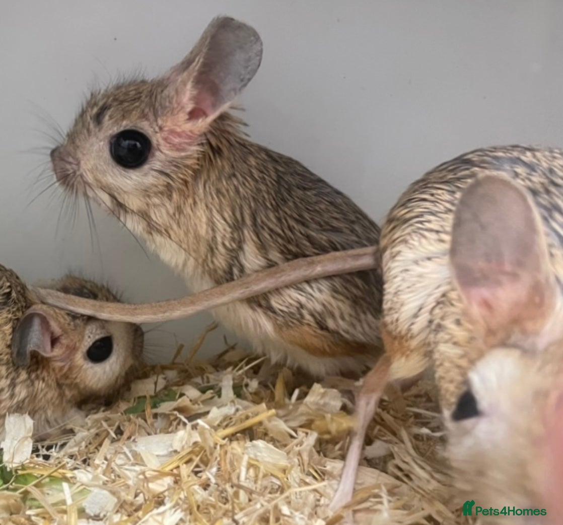 Mixed Breed rodents Various jerboas available  - Advert 6