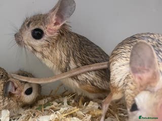 Mixed Breed rodents Various jerboas available - Advert 3