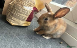 Dwarf Lop rabbits for sale: Bunnies for sale  - Image 5