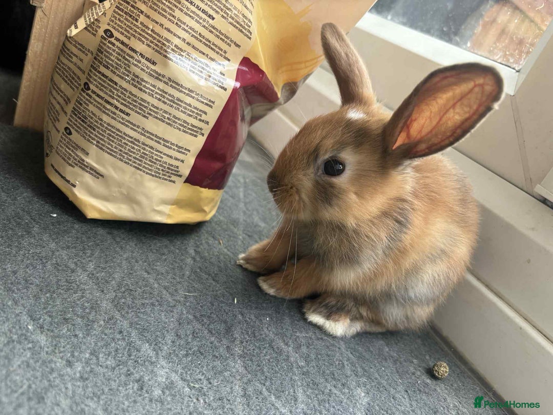 Dwarf Lop rabbits for sale: Bunnies for sale  - Image 5