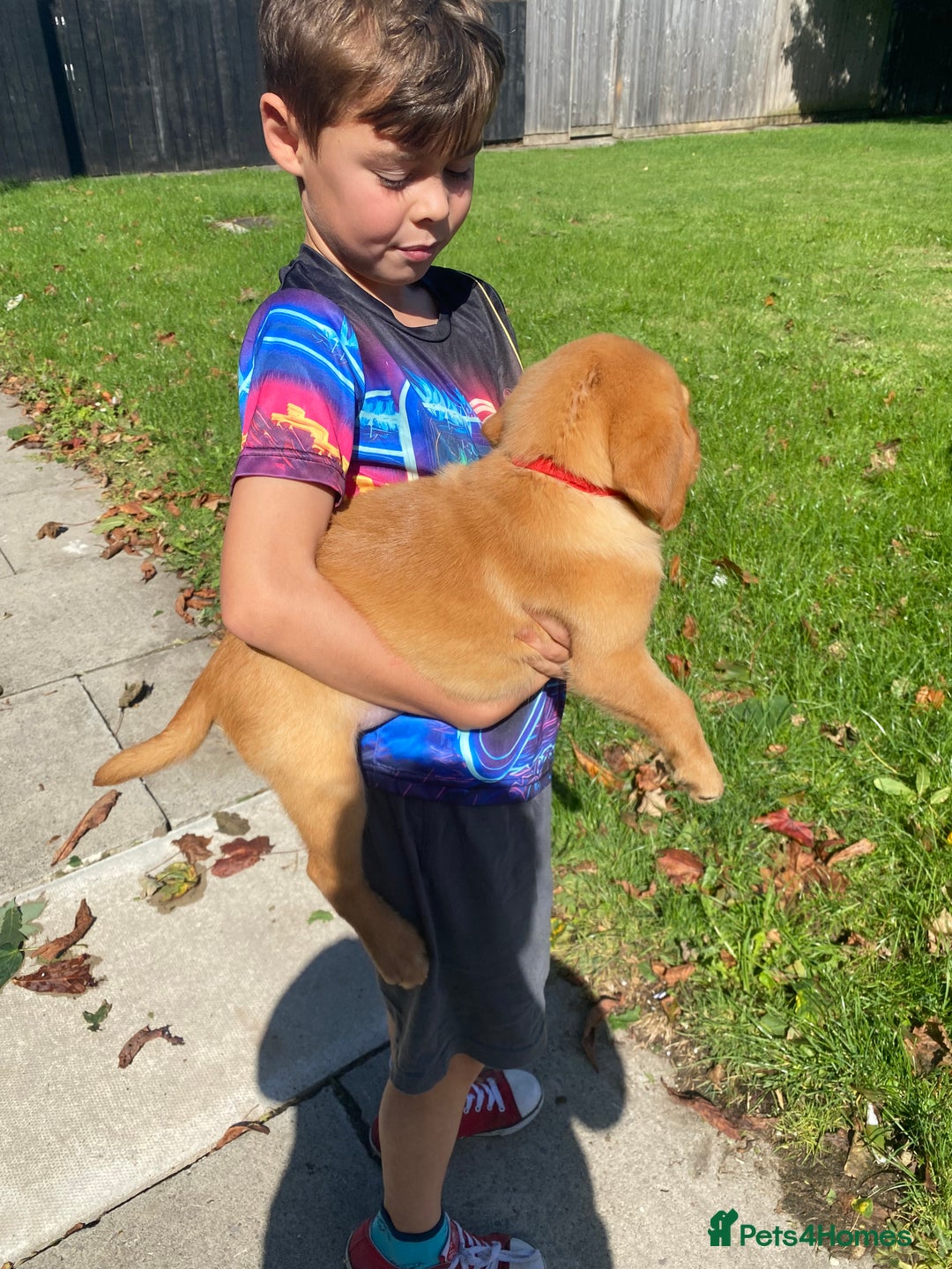 Labrador Retriever dogs for sale: Kc Labrador puppy ALLinjectionsfleawormchipinsured - Image 28