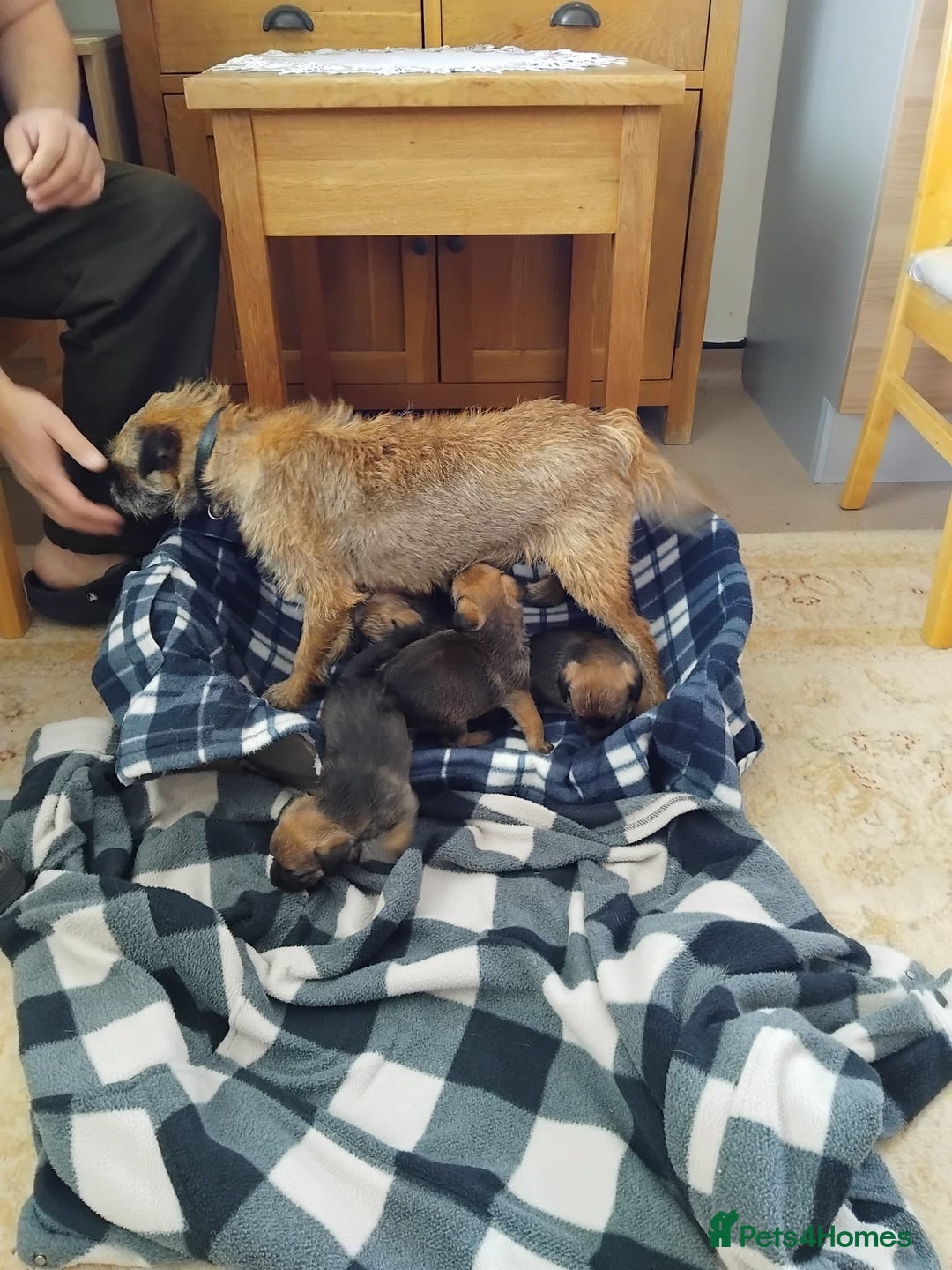 Border Terrier dogs for sale: Border terrier puppies  - Image 7
