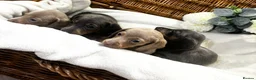 Miniature Dachshund dogs for sale: Miniature dachshund puppies - Advert 26