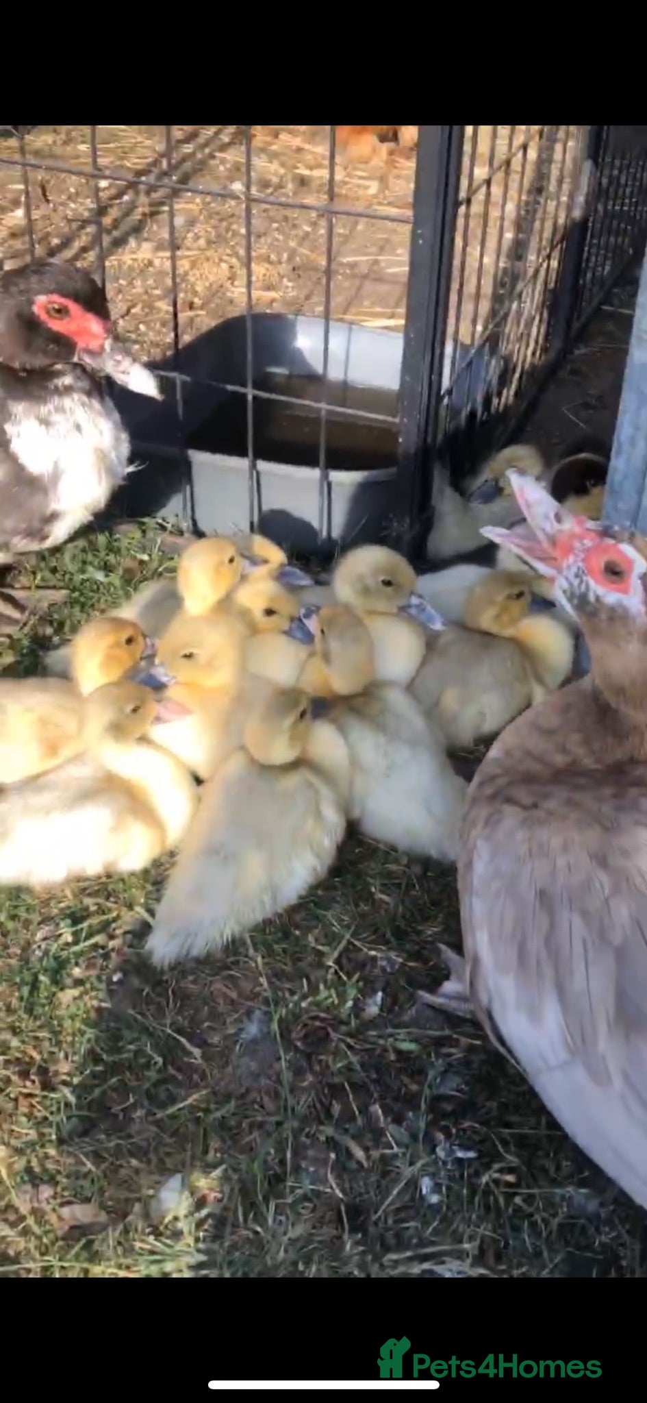 Ducks poultry Muscovy  - Advert 13
