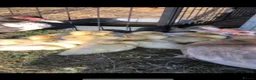 Ducks poultry for sale: Muscovy  - Advert 4
