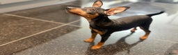 Miniature Pinscher dogs for sale: Pure 100% Miniature Pinscher-Licensed Breeder🐾❤️  - Advert 4