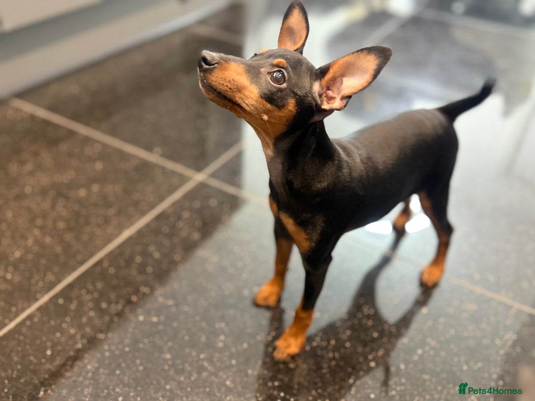 Miniature Pinscher dogs for sale: Pure 100% Miniature Pinscher-Licensed Breeder🐾❤️  - Advert 4