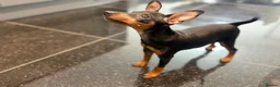 Miniature Pinscher dogs for sale: Pure 100% Miniature Pinscher-Licensed Breeder🐾❤️  - Advert 4