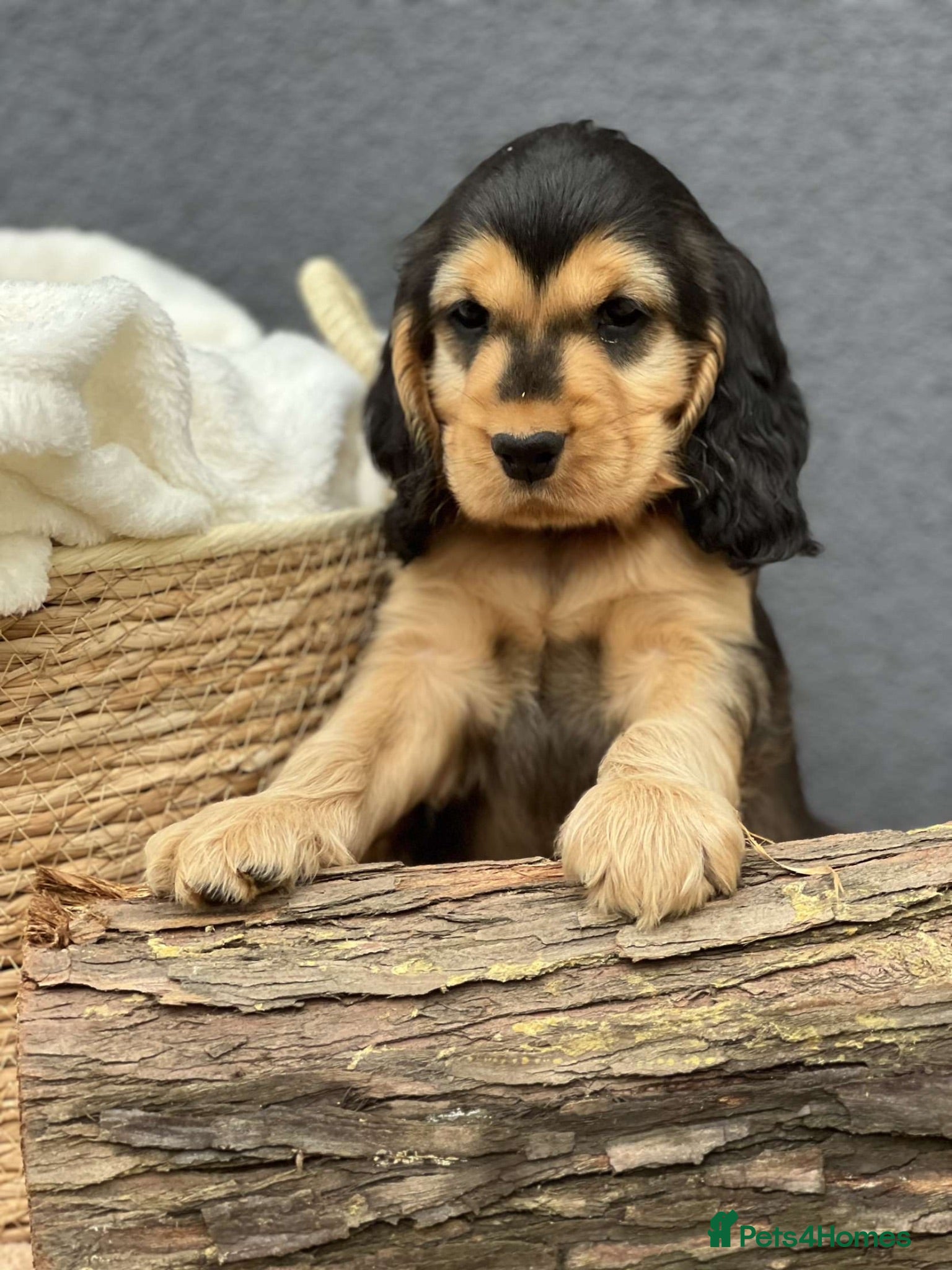 Cocker Spaniel dogs Show Cocker Spaniel Puppy’s  - Advert 5