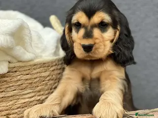 Cocker Spaniel dogs Show Cocker Spaniel Puppy’s - Advert 5