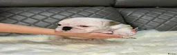 English Bulldog dogs for sale: Gorgeous English Bulldog Puppies Available in Manchester - Advert 4