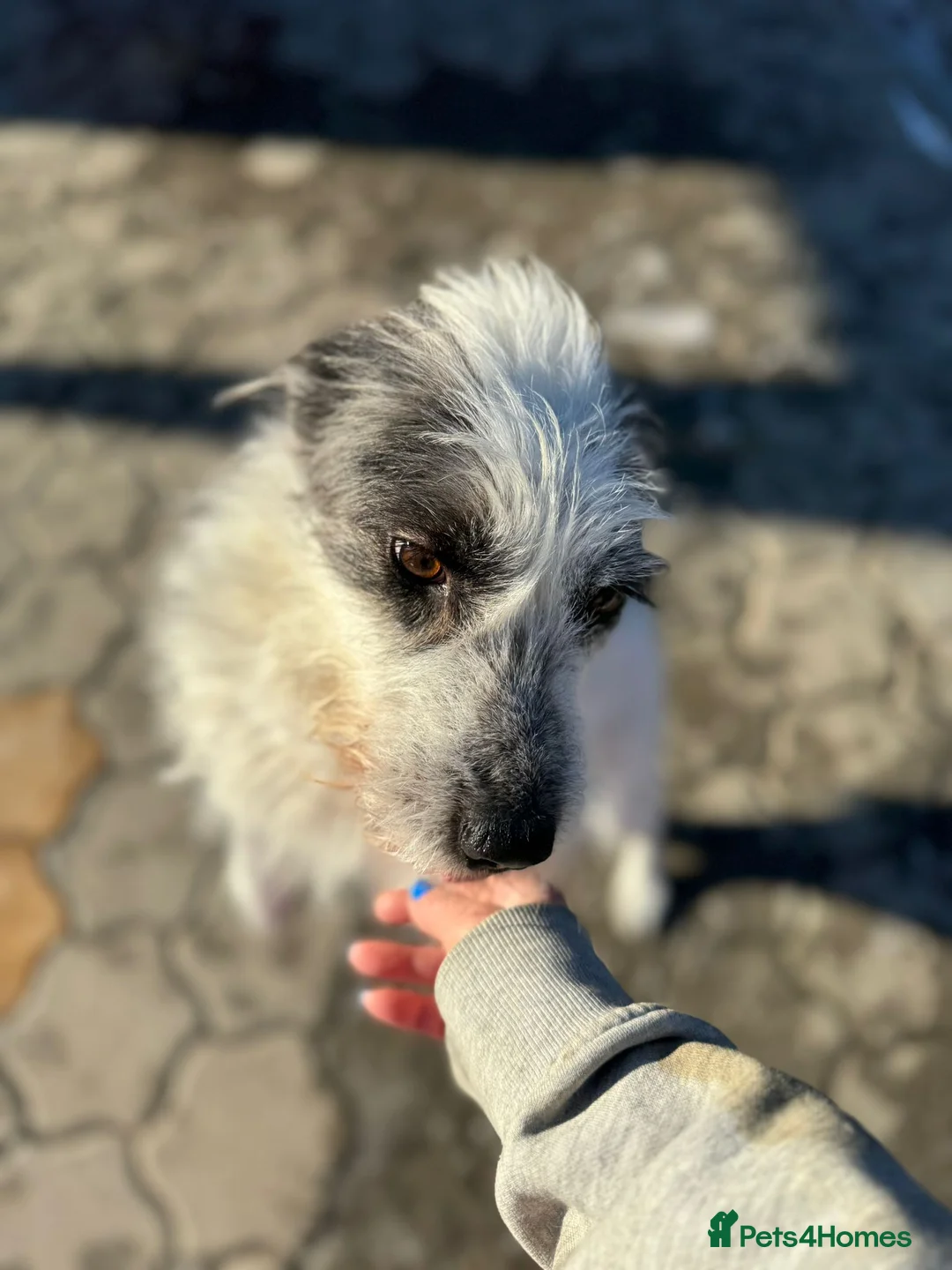 Mixed Breed dogs for adoption: 🐾MIRA🐾, a beautiful young girl for a Loving Home - Advert 31