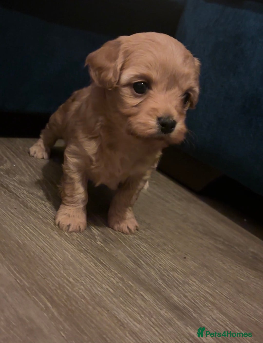 Cavachon dogs for sale: Toy Cavapoochons  - Advert 17