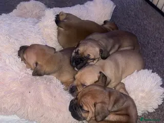 Staffordshire Bull Terrier dogs Male red staffy pups - Advert 3