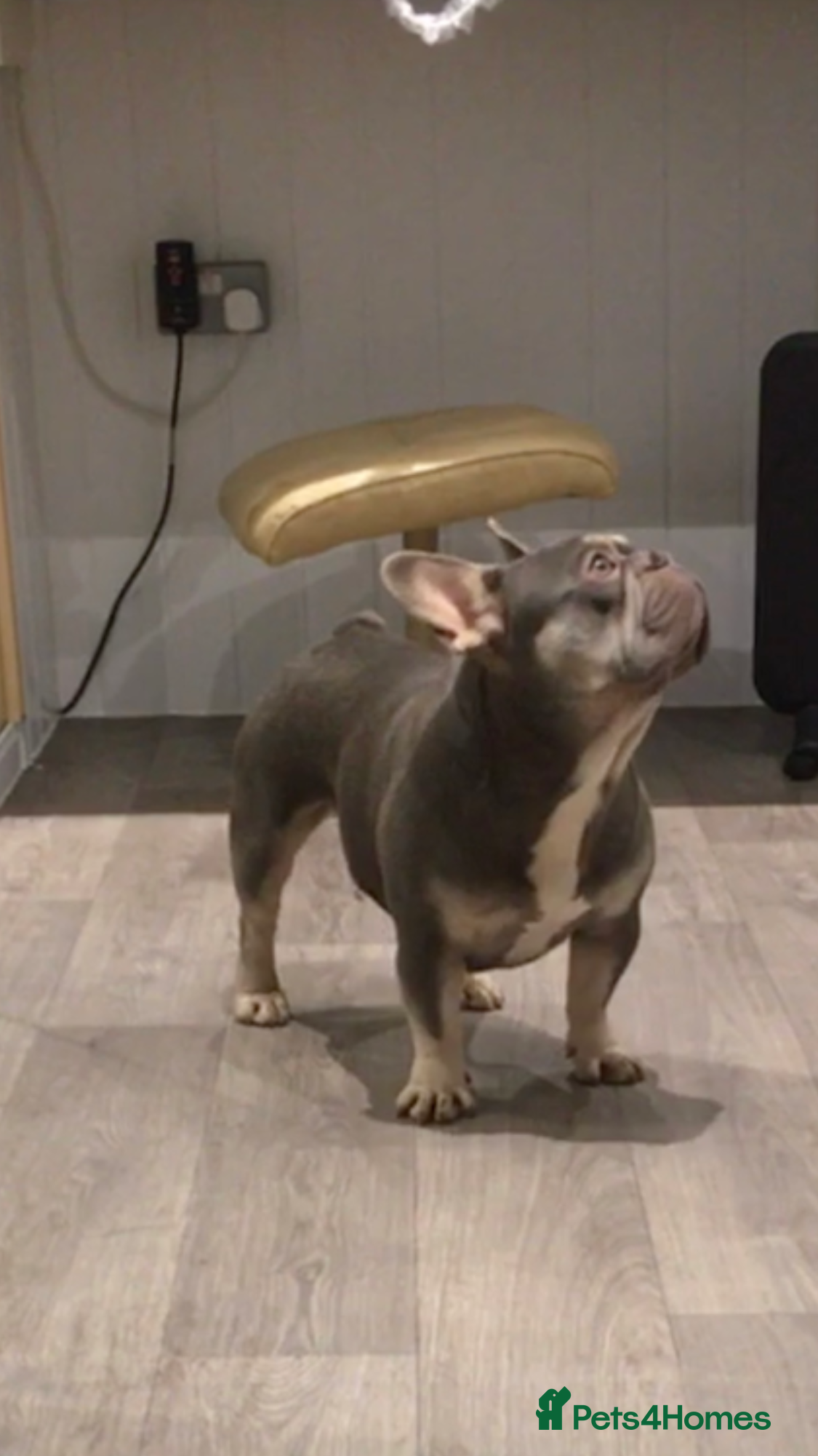 French Bulldog dogs RFG-FBCE-BVA LILAC & TAN KC French Bulldog studs  in Darlington - Advert 15