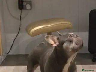 French Bulldog dogs RFG-FBCE-BVA LILAC & TAN KC French Bulldog studs in Darlington - Advert 7