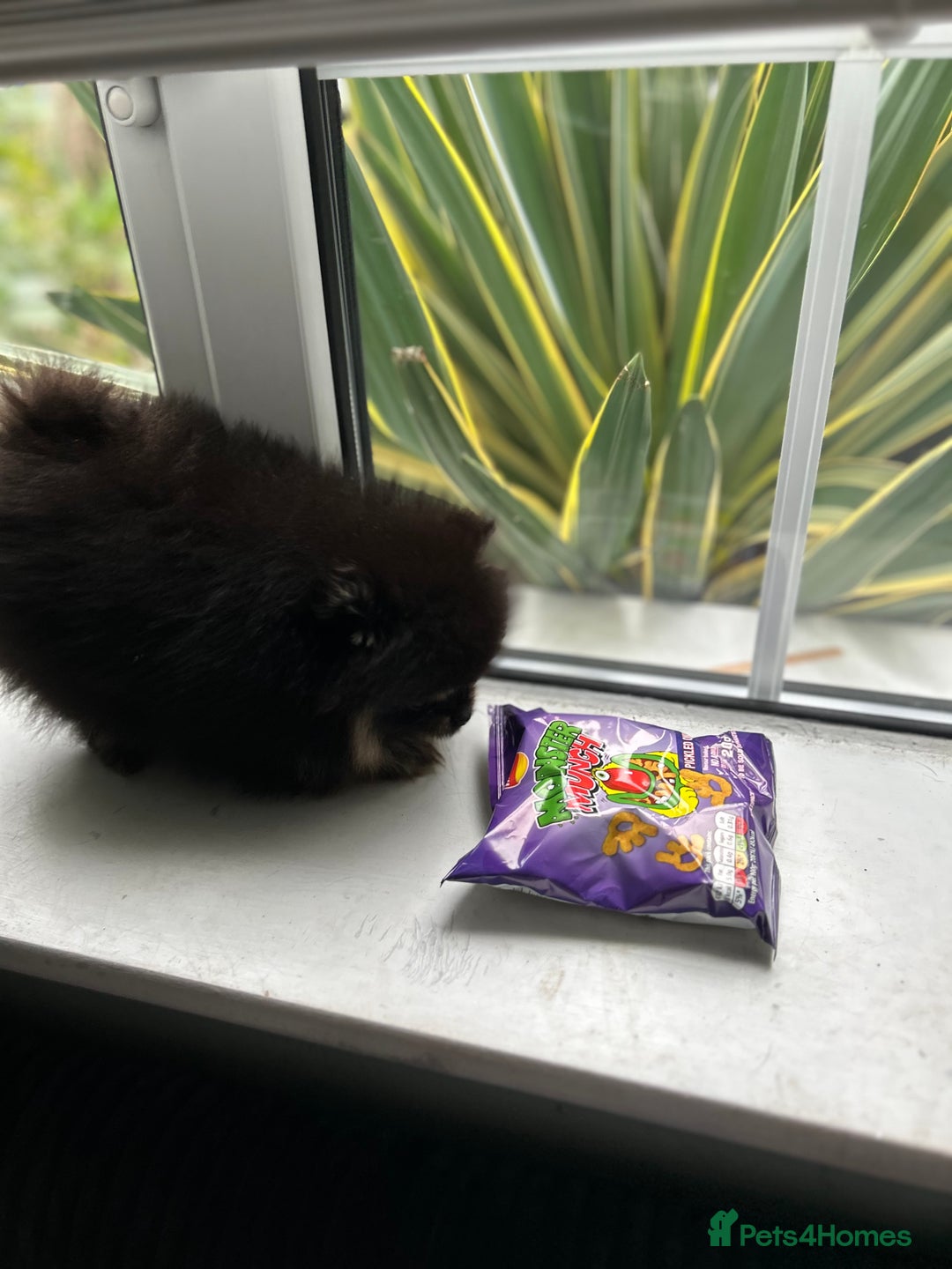 Pomeranian dogs for sale: Positivity thriving puppy 🤗 - Advert 2